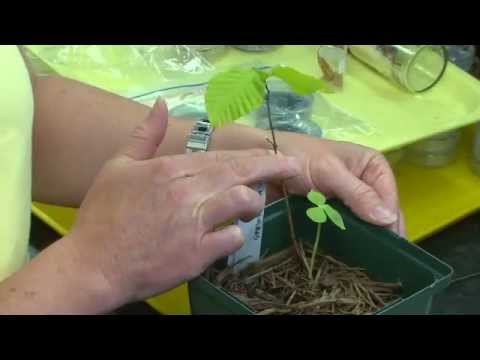 Video: Whorled Pogonia Information: Var växer Whorled Pogonia