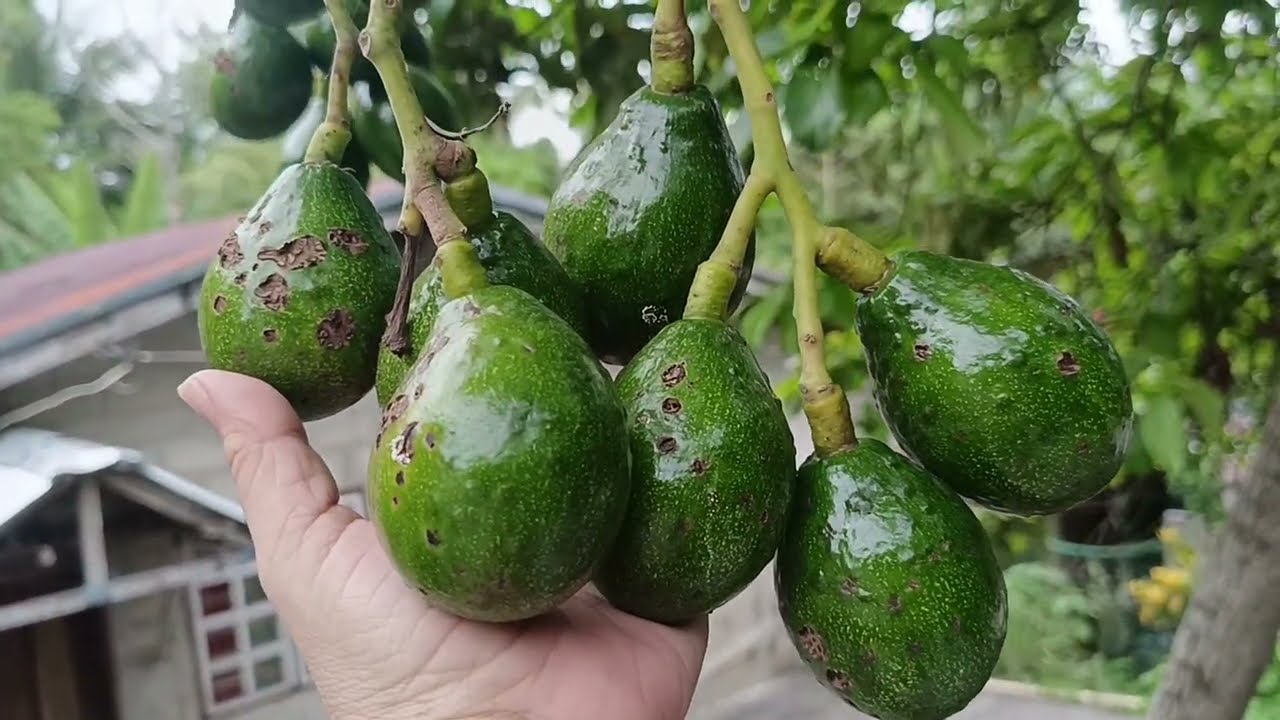ANG DAMING BUNGA NG AVOCADO NILA 