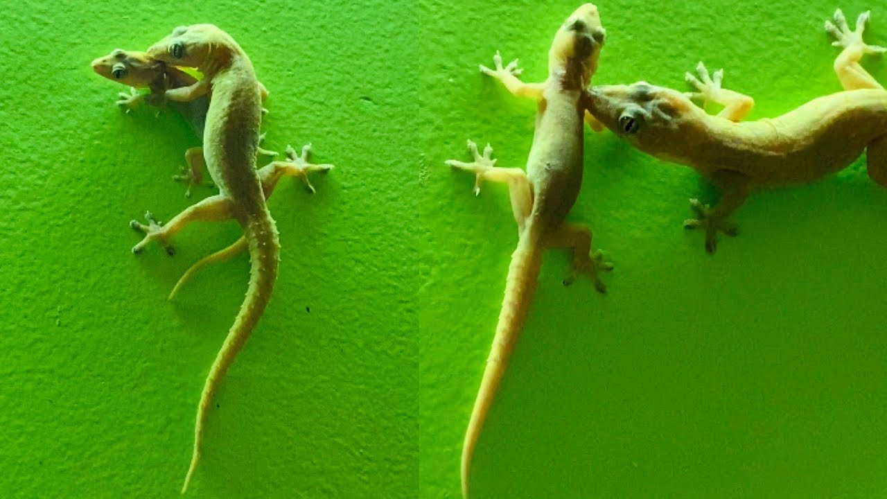 Lizards Fighting With Sound Full Video Big Lizard Try To Kill Small