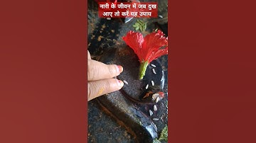 जब नारी बहुत दुखी हो तब यह उपाय करो #pandit_pradeep_ji_mishra  #trendingshorts