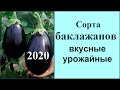 Вкусные и урожайные сорта баклажан 🍆 предлагаю посадить в 2020 году