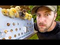 We Got So Many Chicks in the Mail