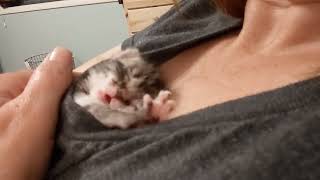 Tiny newborn kitten found alone in a box waking up purring by AZDesertRain 452,802 views 1 year ago 1 minute, 49 seconds