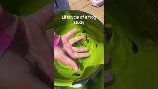 Life cycle of a frog study. #homeschool #homeschooling #homeschoolmom #sahm #sahmlife #frog #frogs