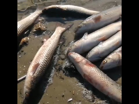 Рыба массово выбросилась на берег Дона | 161.RU