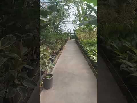 زیبایی بی نظیر گیاهان رونده و گیاهان استوایی خانه رویایی