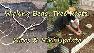 Wicking  beds, the Invasion of the Tree Roots.  Mites & Mini Update Included. screenshot 5