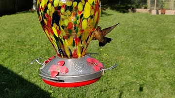 OnePlus 6 Slow Motion Video Hummingbird (2)