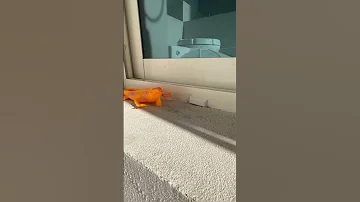 طريقه لطرد الطيور من نافذه المنزل للتخلص من فضلاتها 