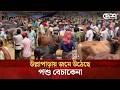 কোরবানির ঈদকে সামনে রেখে জমে উঠেছে উল্লাপাড়ার গ্যাসলাইন পশুর হাট