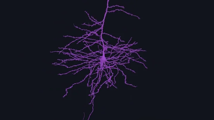 Pyramidal Neuron