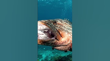 Giant Goliath Grouper Swallows a Shark Whole! 🐟🦈😱