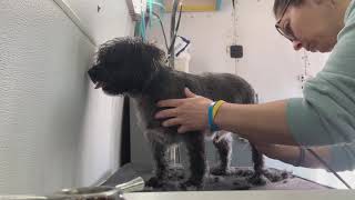 First Full Groom in the bus! (UNEDITED) by melissa the groomer 2,869 views 3 years ago 29 minutes