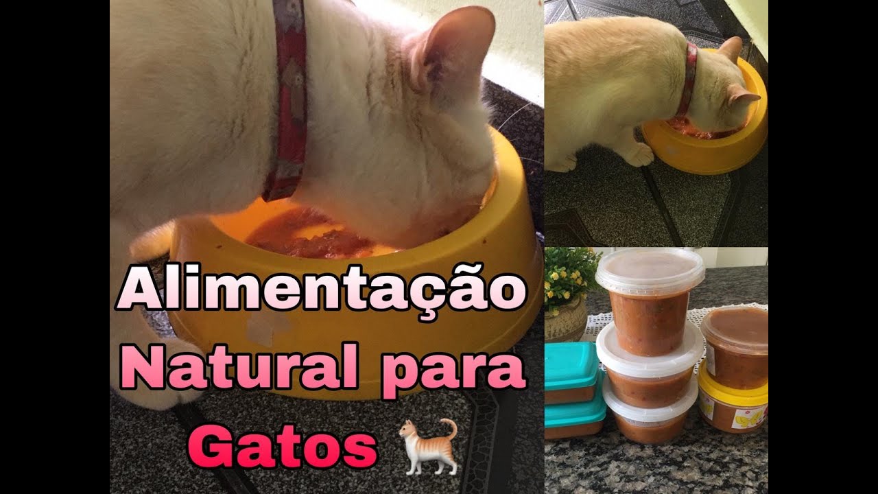 Alimentação Natural Para Gatos Receitas Alimentação natural para Gatos 🐈 | Acabe com a infecção urinária em