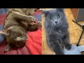 GIFTED NEBELUNG CATS の動画、YouTube動画。