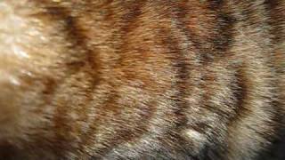 glitter coat bengal