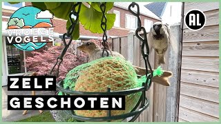 Mussen Snoepen Van Vetbol Zelf Geschoten Vroege Vogels