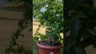 Mandevilla unbelievable Growth Torpedopot Mandevilla unbelievable Growth Torpedopot