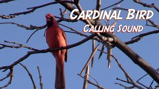 Cardinal Bird-Calling Sounds promo