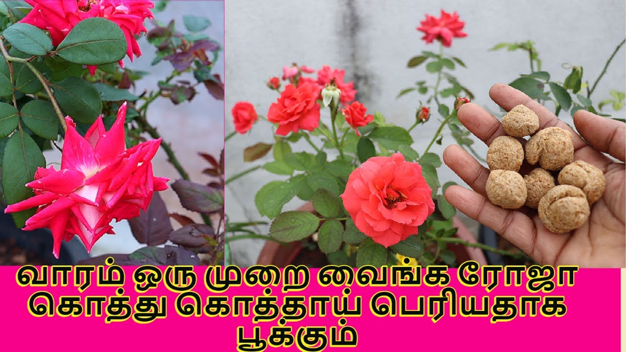 ஒரு ஸ்பூன் வைத்தால் போதும் நிறைய பூக்கள் கொத்து கொத்தாய் பெரியதாக பூக்கும் | rose care tips | rose
