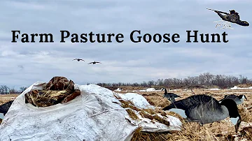 Manitoba SPRING Canada Goose Hunting In a Pasture