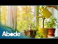 Quick Tips On How To Keep Your Plants Alive When You&#39;re Away | Ron Hazelton&#39;s House Calls | Abode