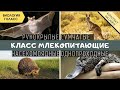 Класс Млекопитающие. Биология 7 класс. Отряды Однопроходные, Сумчатые, Насекомоядные, Летучие мыши