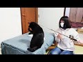 こんな感じで暮らしています!釣り竿と猫