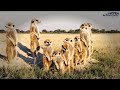 Cute and unique meerkats in forest nature | Africa | Animal world 2021