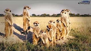 Cute and unique meerkats in forest nature | Africa | Animal world 2021