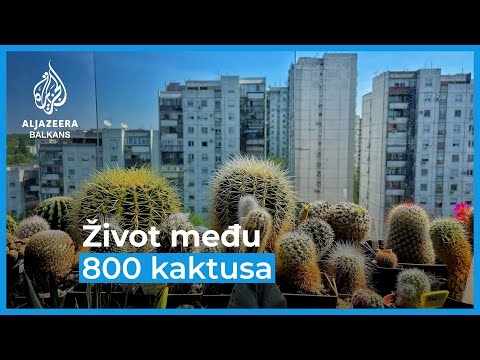 Video: Njega uskršnjeg kaktusa - savjeti za uzgoj uskršnje biljke kaktusa