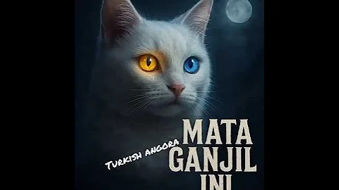 Watch the video about Mata beda warna #shorts #cat #turkishangora #kucing #catlovers #kucinganggoralucudanimut #animals