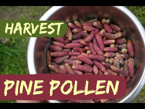 Video: Hva Du Skal Vite Om Pine Pollen: Fordeler, Bruk Og Bivirkninger