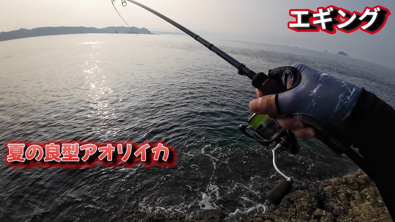 【エギング】夏のアオリイカ