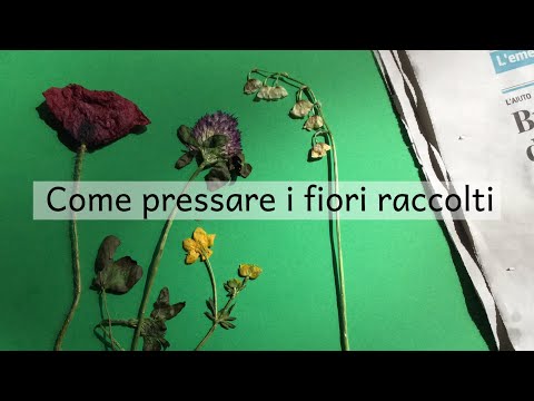 Video: Come Trasportare I Fiori