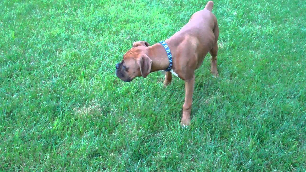 Milo the boxer had a case of the crazies_5 months