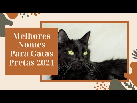 Vídeo: Quais são bons nomes de gatos negros?