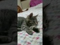 ひまわり動画