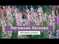 Питомник Лесково. Как выращивают качественные растения.