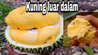 Durian Murah Yang Nggak Kalah Sama Durian Musangking || pekerja muda