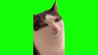 Green Screen Angry Cat Meme