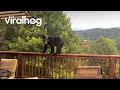 Kleiner Bär ist hungrig