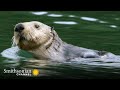 Otter Pup Care and Survival