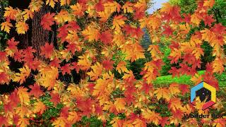 Interactive Floor (Leaves)