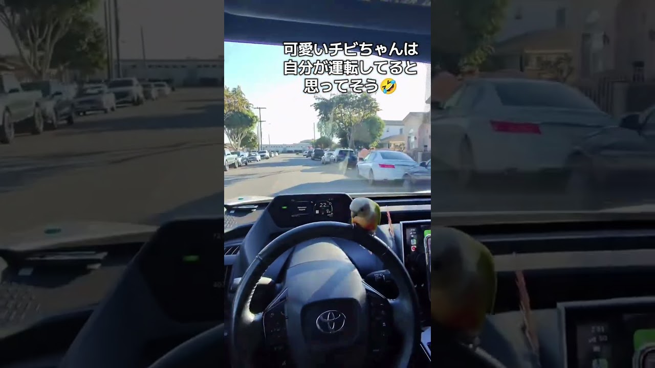 【かわいい】インコ「僕が運転してます(`・ω・´)」