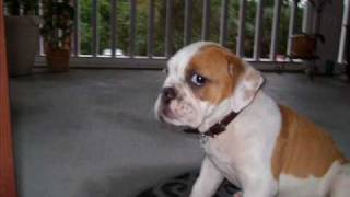 Cooper The English Bull Pup