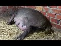 Boar giving birth || Heo rừng lai sinh con || Heo Rừng Vĩnh Long 0977121452