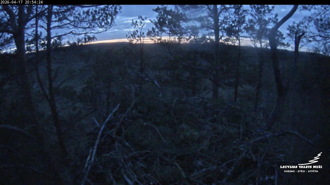 LVM Klinšu ērglis - Golden Eagle