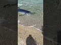 Акула в Сочи
