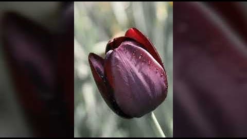 سورة يوسف الشيخ ياسر الدوسري.( 12)